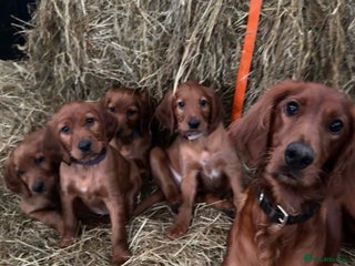 Irish Setter dogs - Advert 2
