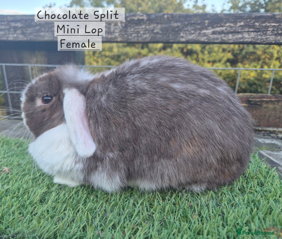 Mini Lop rabbits for sale: Various Adult  Mini Lop Female  - Image 10