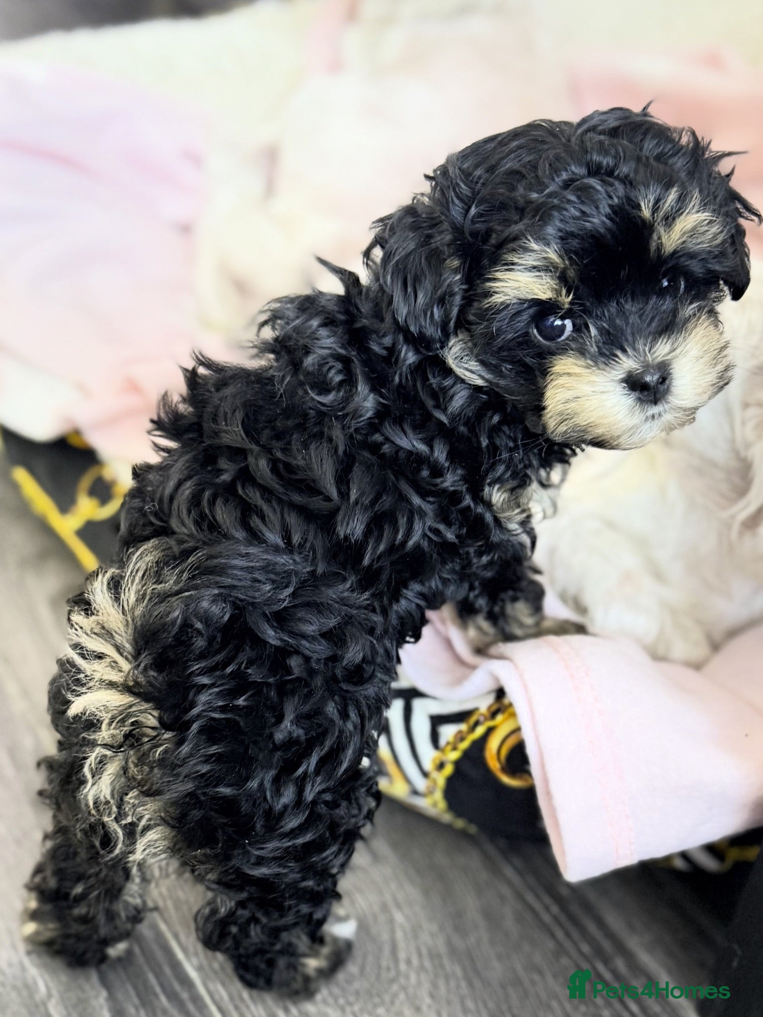 Maltipoo dogs 💝 Stunning Maltipoo girl 💝 - Advert 12