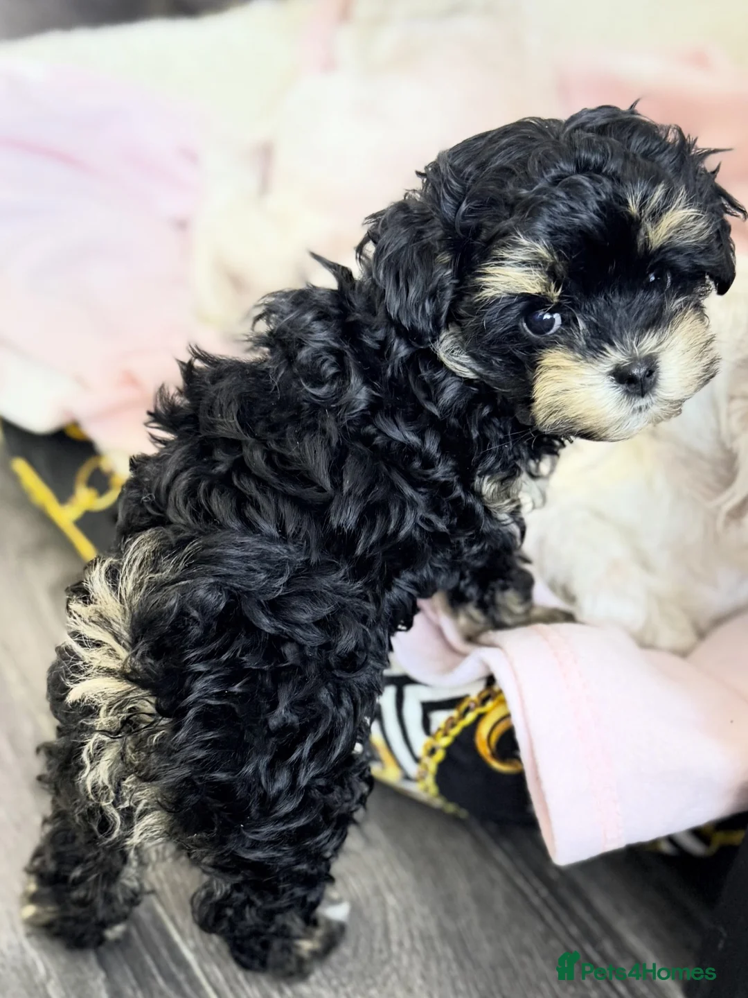 Maltipoo dogs for sale: 💝 Stunning Maltipoo girl 💝 - Advert 1