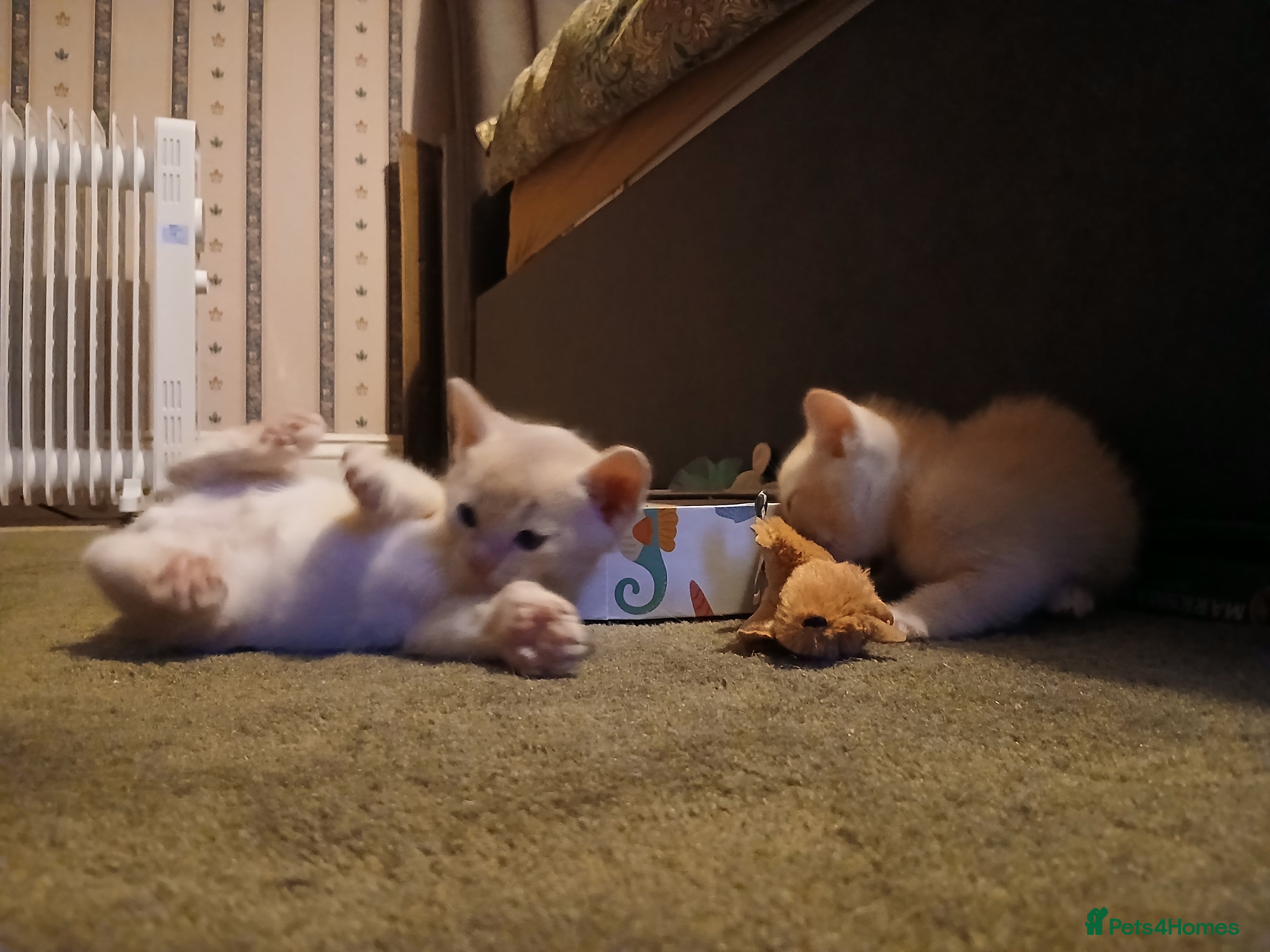 Burmese cats Red and Chocolate Burmese Babies. GCCF Registered - Advert 2