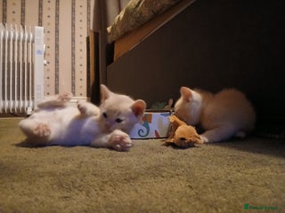 Burmese cats Red and Chocolate Burmese Babies. GCCF Registered - Advert 2