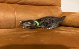 Siberian cats for sale: Half Siberian kittens - Image 6