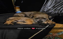 Mixed Breed dogs for sale: German Shepherd cross collie/lurcher puppies  - Image 12