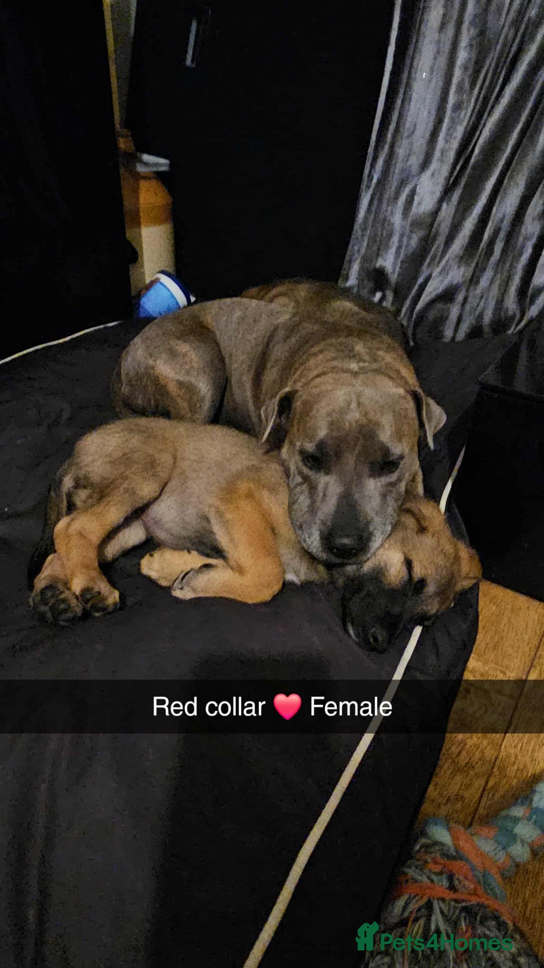 Mixed Breed dogs for sale: German Shepherd cross collie/lurcher puppies  - Image 12