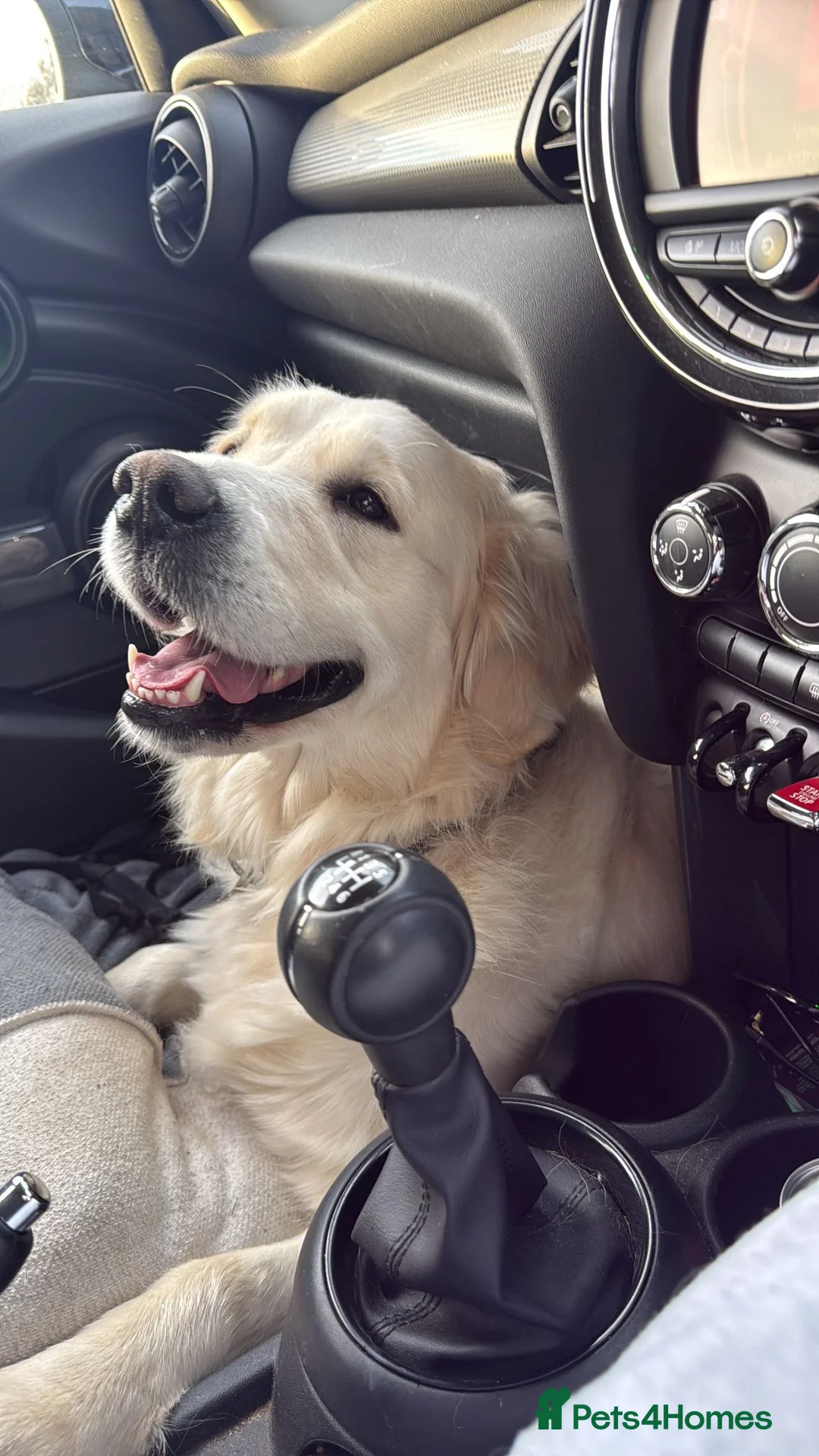 Golden Retriever dogs for sale: Beautiful KC registered female Golden Retriever - Advert 2