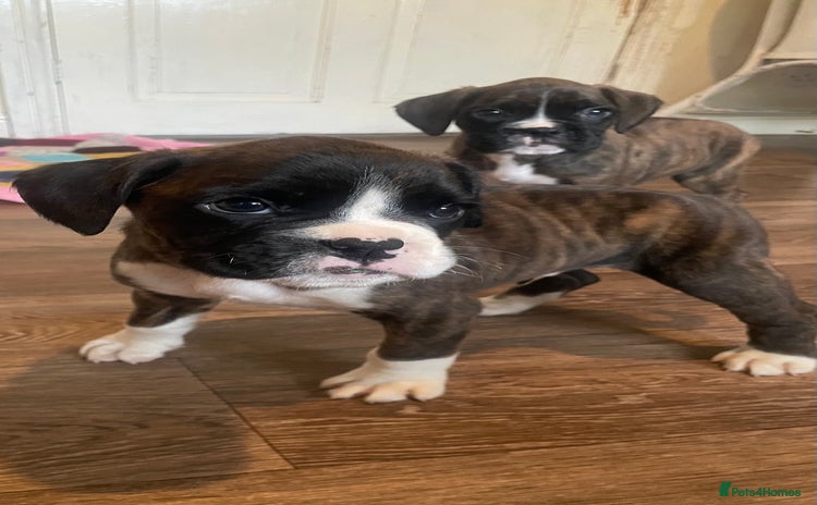 Boxer dogs - Advert 9