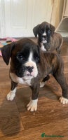 Boxer dogs ASTONISHING KC REGISTERED BOXER PUPPIES! - Advert 4