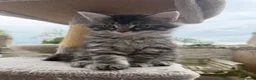 Maine Coon cats for sale: Gorgeous Maine Coon mix fur babies in Spennymoor - Advert 5