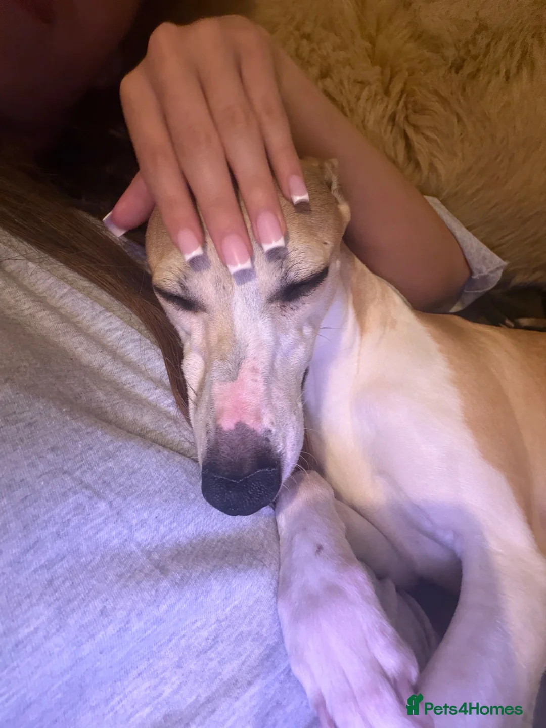Whippet dogs for sale: Beautiful 14month old whippet Girl  in Bolton - Advert 2