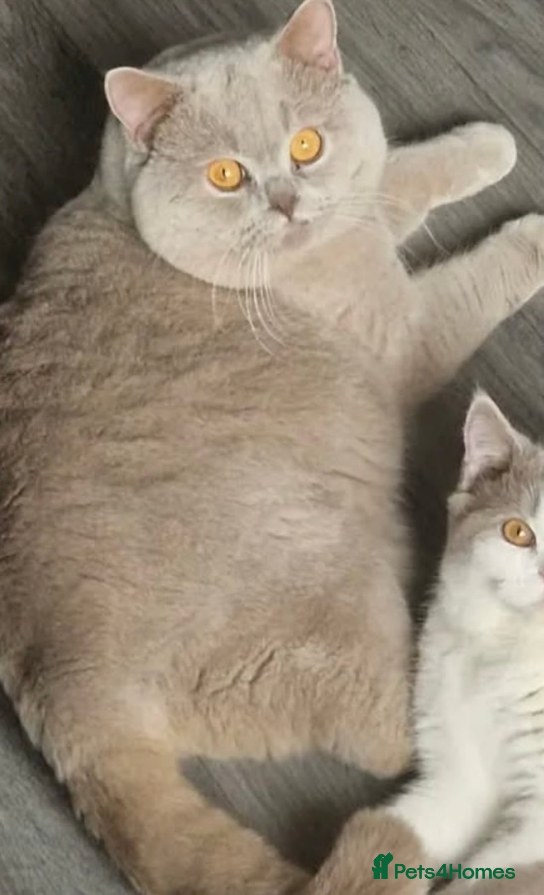 British Shorthair cats for sale: British shorthair and longhair  - Advert 12