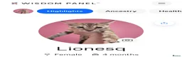 Mixed Breed cats for sale: Rare Torbie @75% Bengal Variants Kittens  - Advert 5