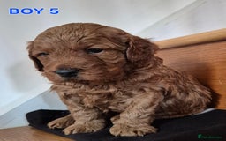 Mini Goldendoodle dogs for sale: F1b Red Miniature Goldendoodles tested parents - Image 17