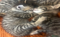 Mixed Breed cats for sale: 5 tabby/bengal kittens  - Image 11