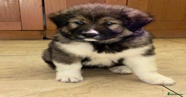 Mixed Breed dogs F1 Caucasian shepherd X American Akita  - Advert 10