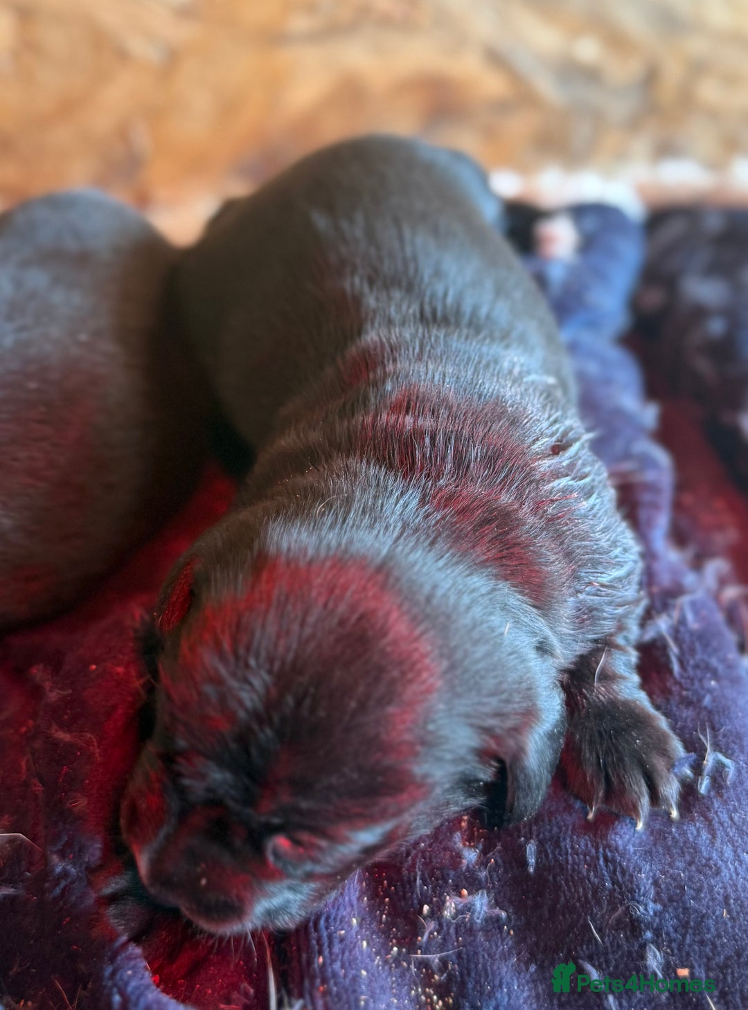 Mixed Breed dogs for sale: 4 beautiful spaniel X jack russel pups ❤️ - Image 6