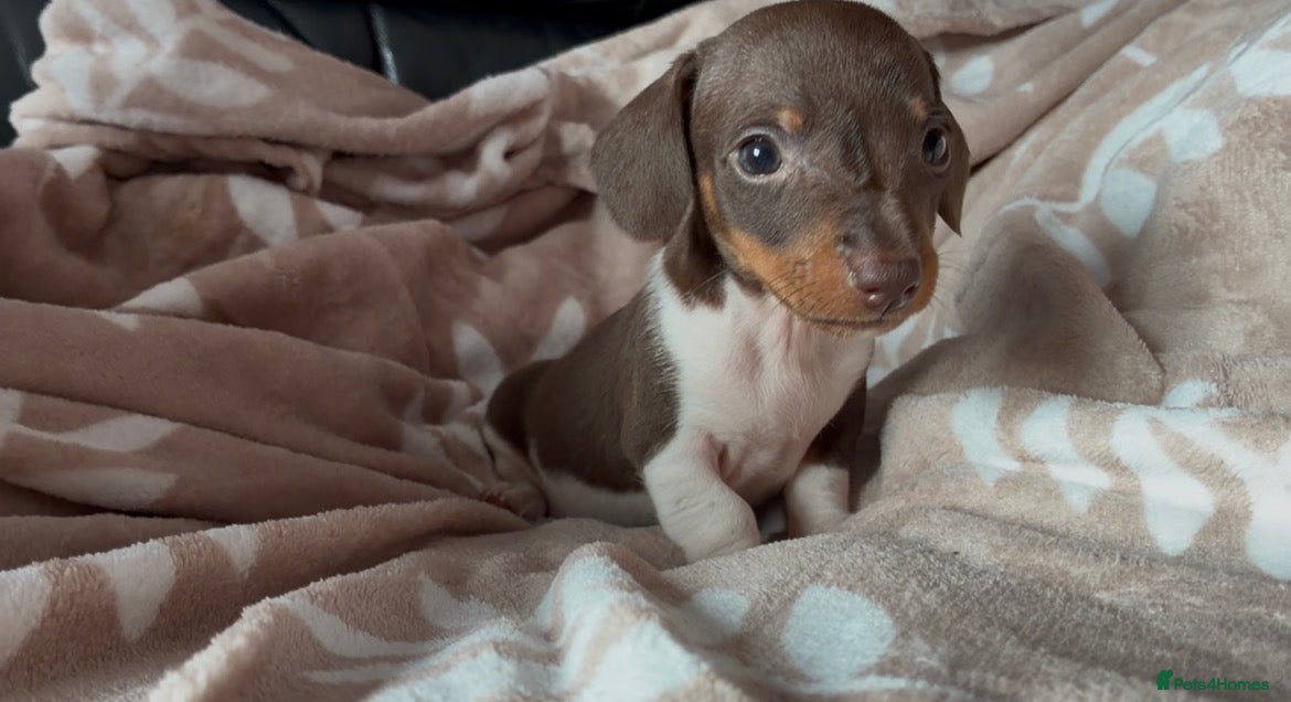 Miniature Dachshund dogs Beautiful miniature dachshund puppies  - Advert 2