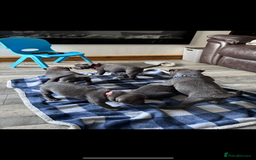 Staffordshire Bull Terrier dogs for stud: Proven KC Blue Staffy For Stud  - Image 15