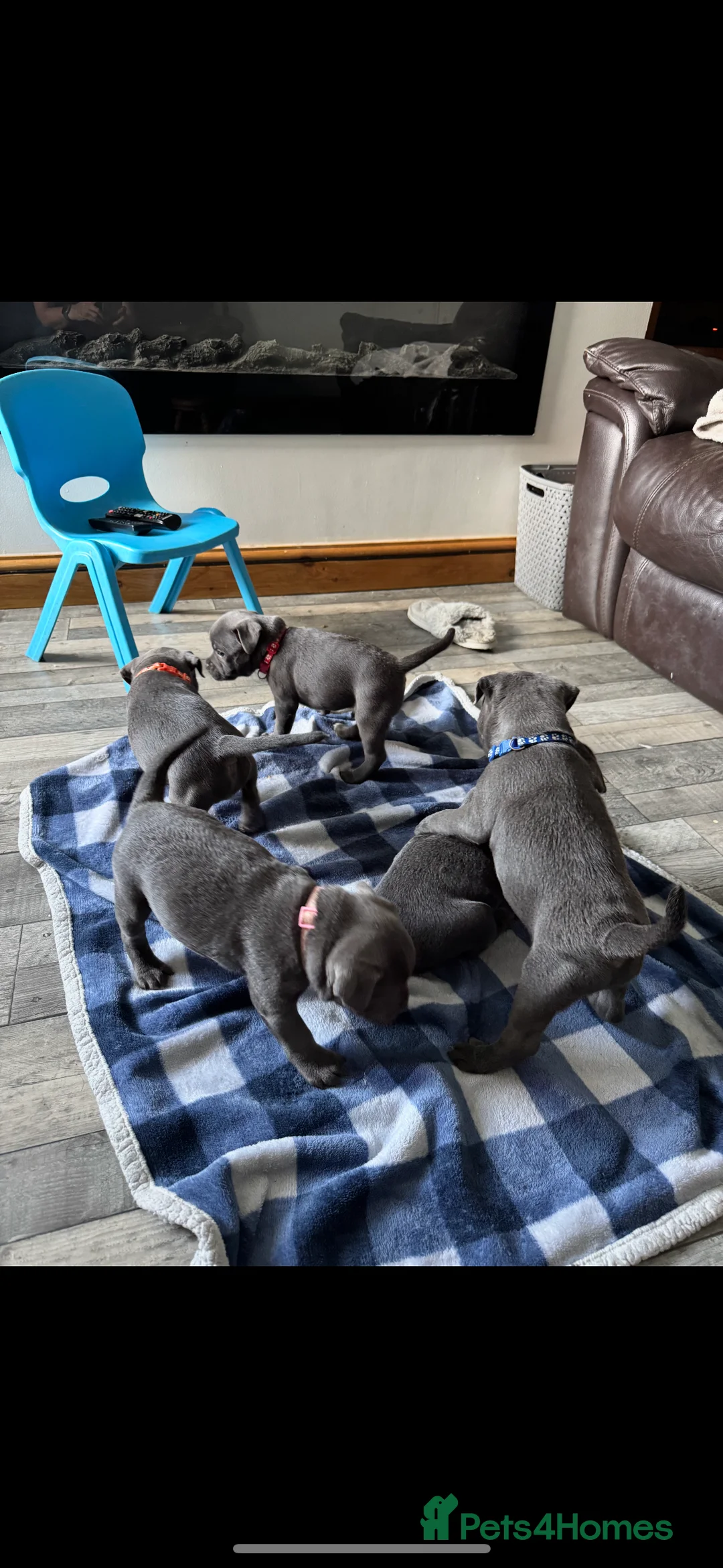 Staffordshire Bull Terrier dogs for stud: Proven KC Blue Staffy For Stud  - Advert 15