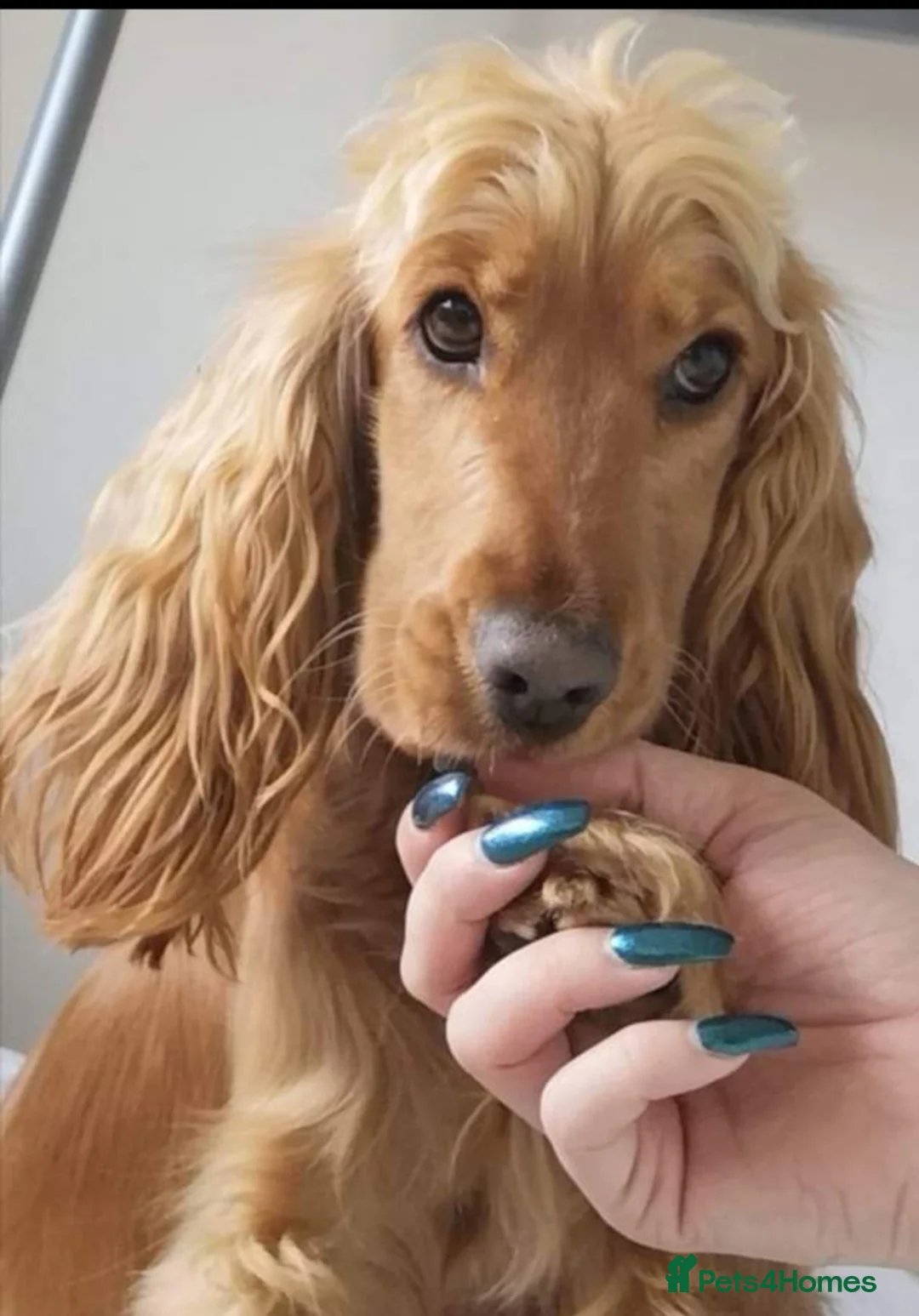 Gallery Image {{count}}