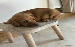Mixed Breed dogs for sale: Beautiful puppies available  - Image 5