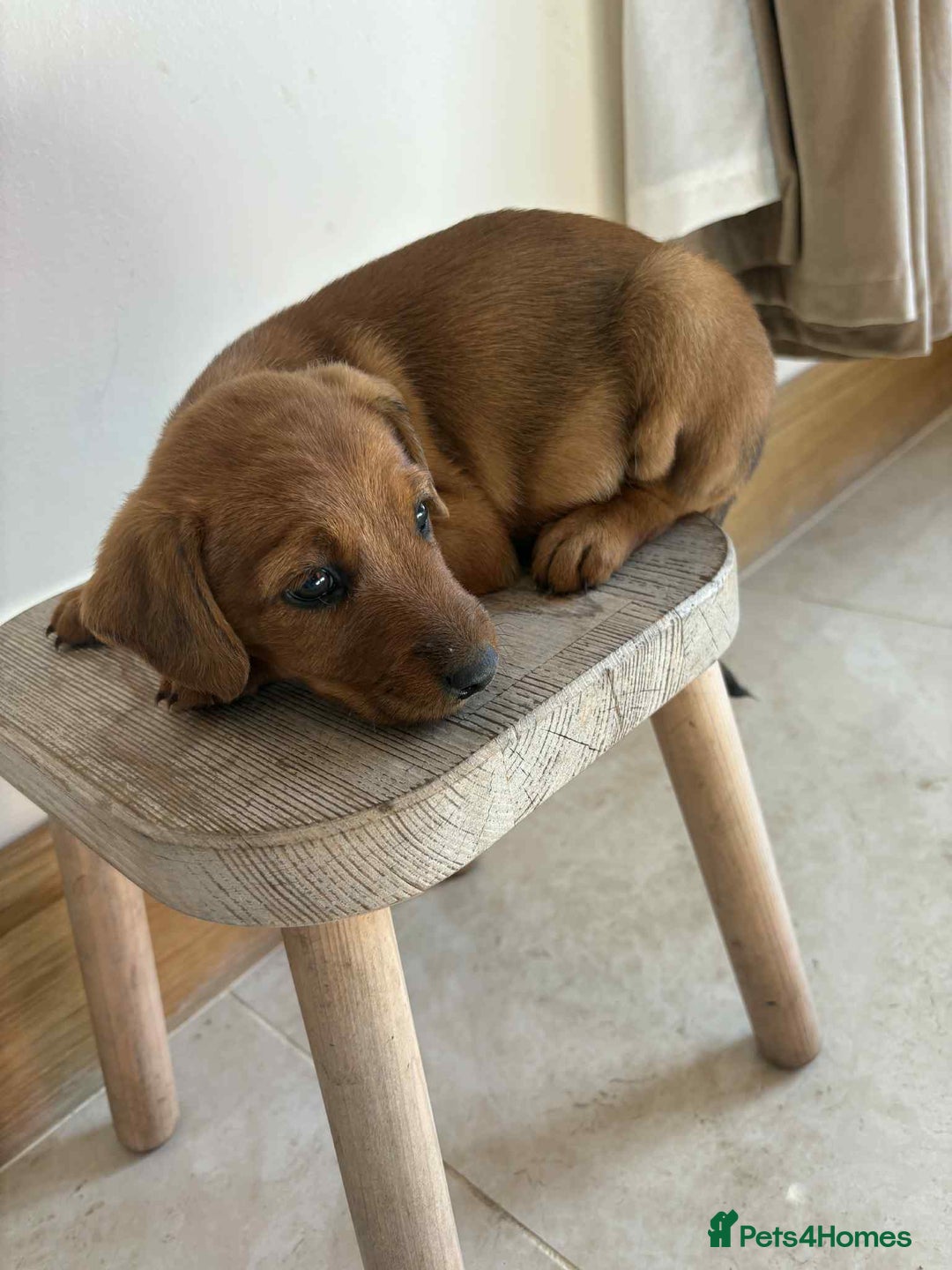 Mixed Breed dogs for sale: Beautiful puppies available  - Image 5