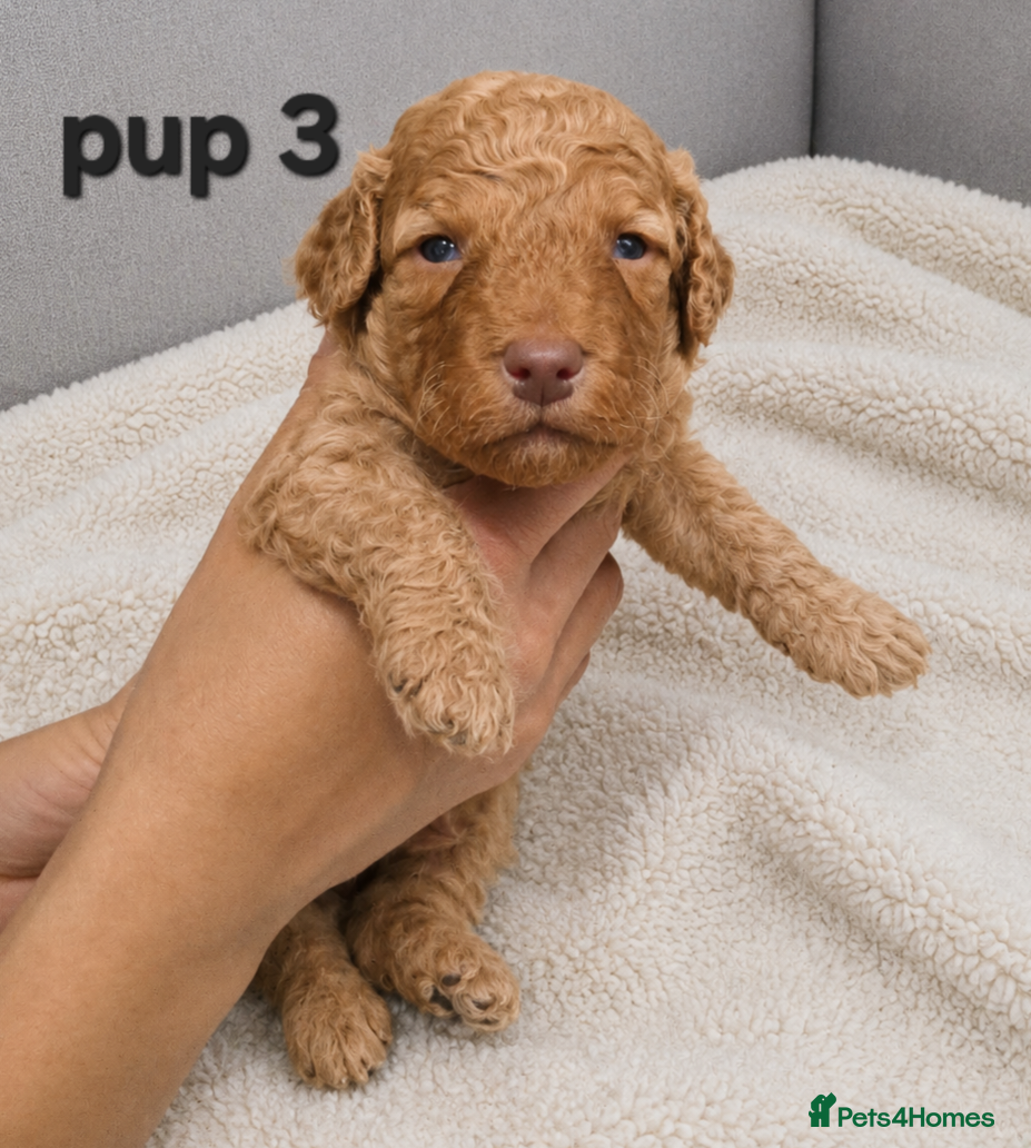 Cockapoo dogs for sale: Rare cockapoo pups with mix blue eyes colour  in Wolverhampton - Advert 8