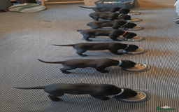 Labrador Retriever dogs for sale: KC Black Labrador Puppies - Image 1