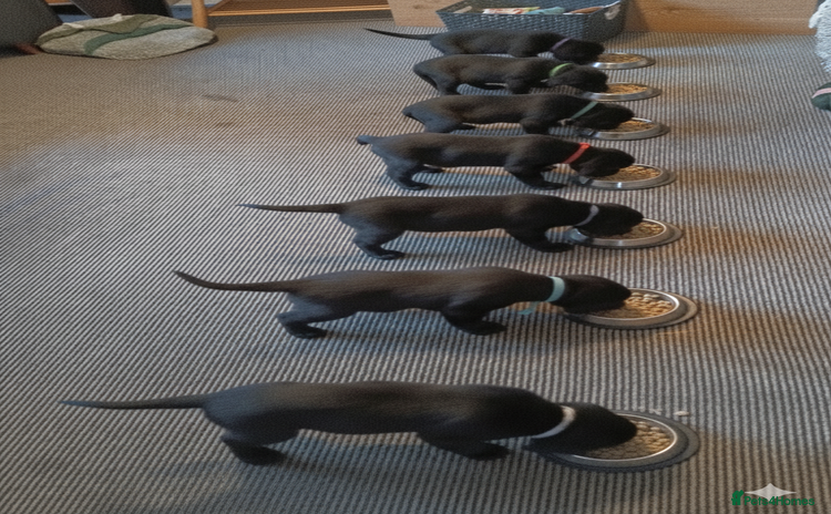 Labrador Retriever dogs - Advert 4