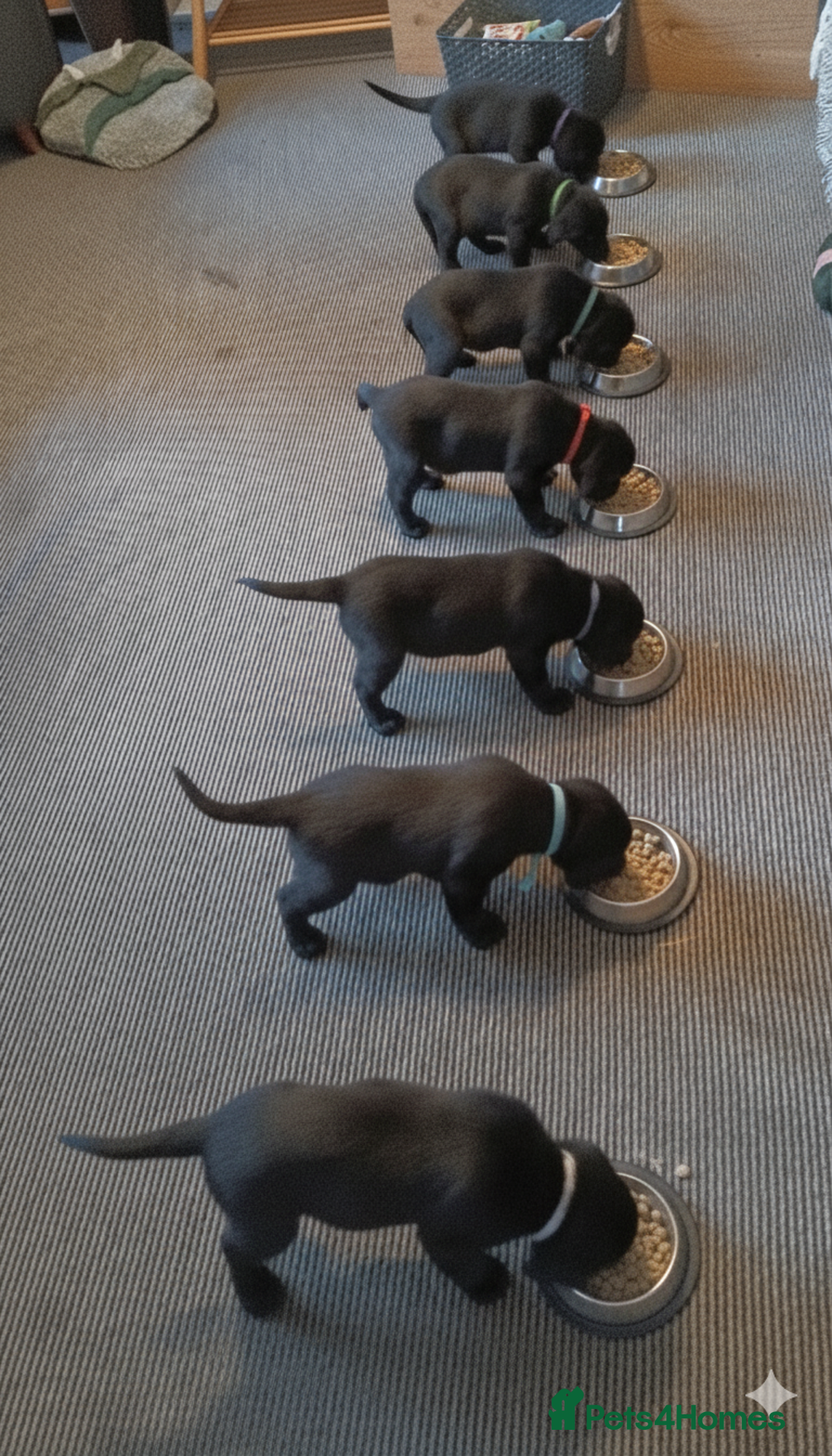 Labrador Retriever dogs for sale: KC Black Labrador Puppies - Image 1
