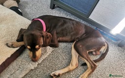 Mixed Breed dogs for adoption: Todd- chocolate pudding - Image 2