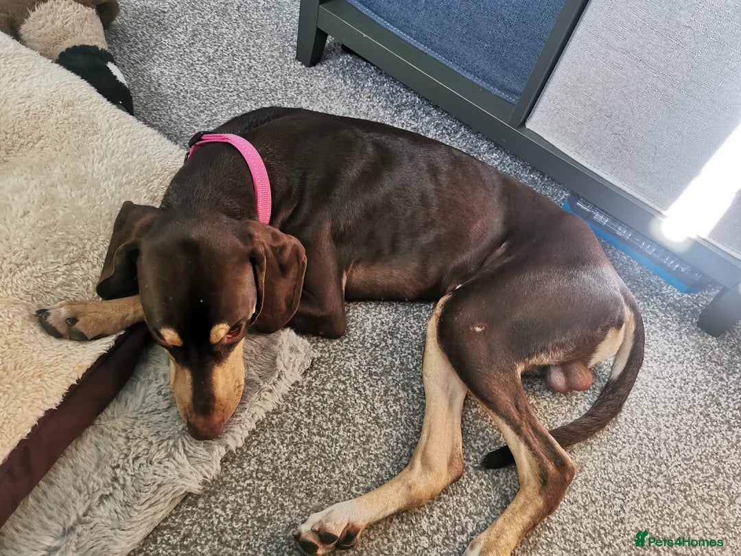 Mixed Breed dogs for adoption: Todd- chocolate pudding - Image 2