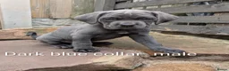 Cane Corso dogs for sale: Cane corso puppies  - Advert 36