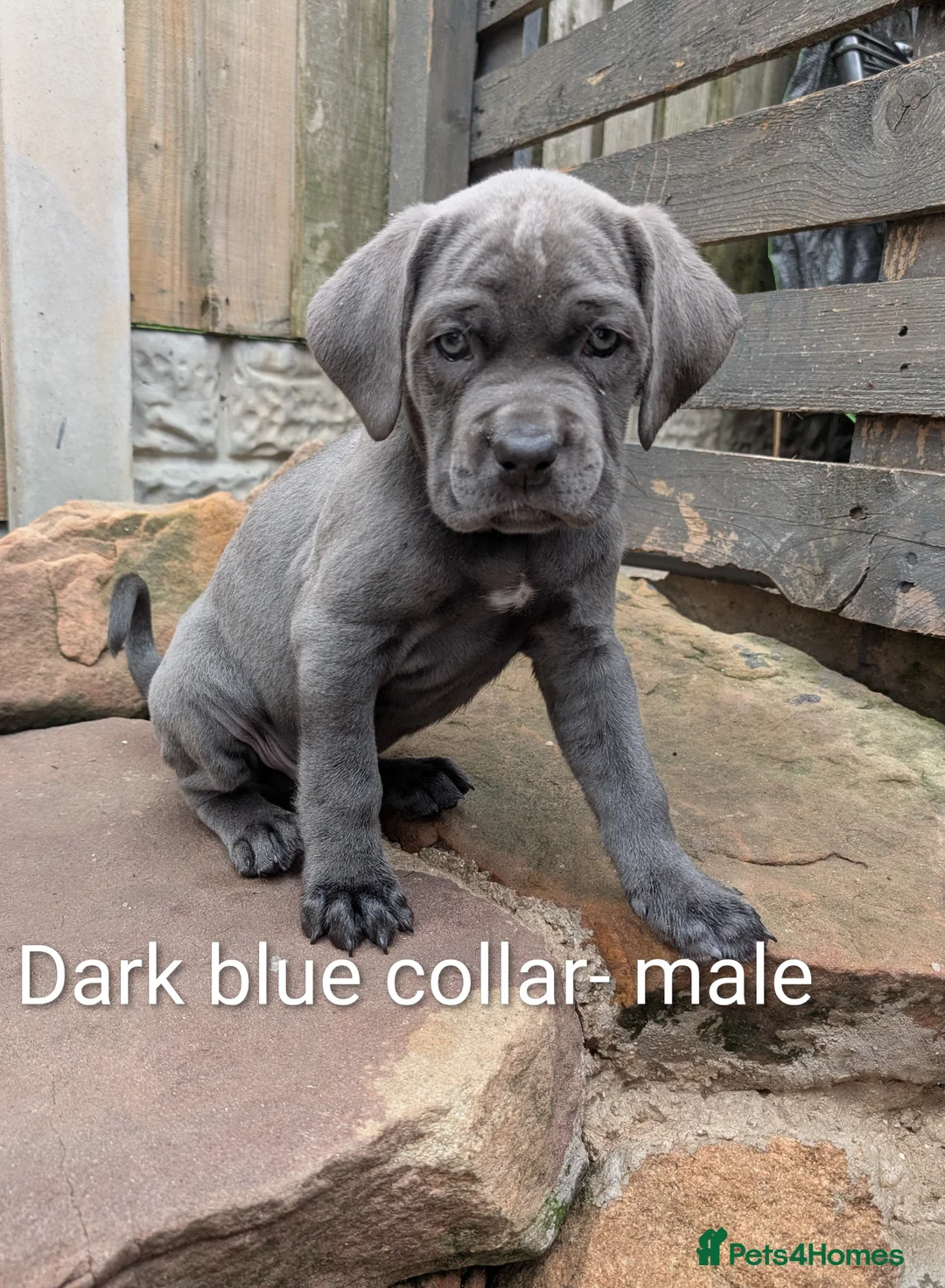 Cane Corso dogs for sale: Cane corso puppies  - Advert 36