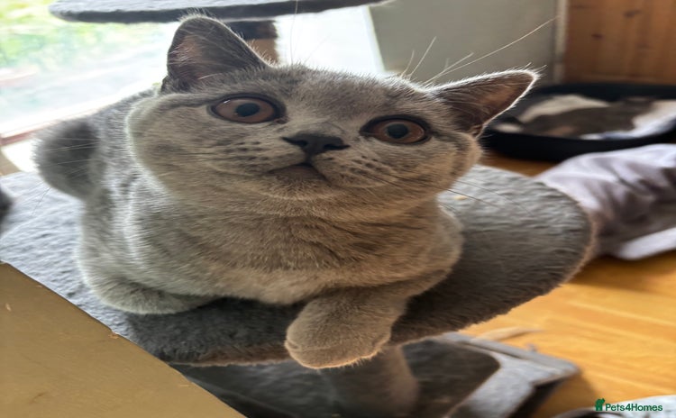 British Shorthair cats - Advert 6
