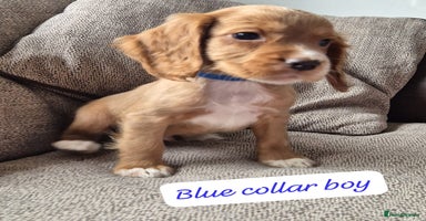 Cocker Spaniel dogs - Advert 8