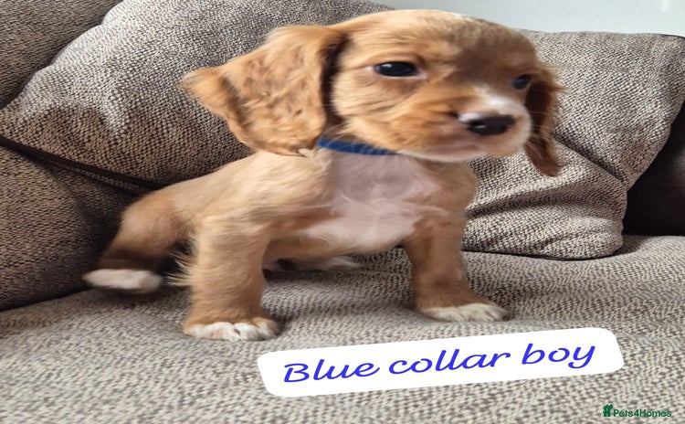 Cocker Spaniel dogs - Advert 7