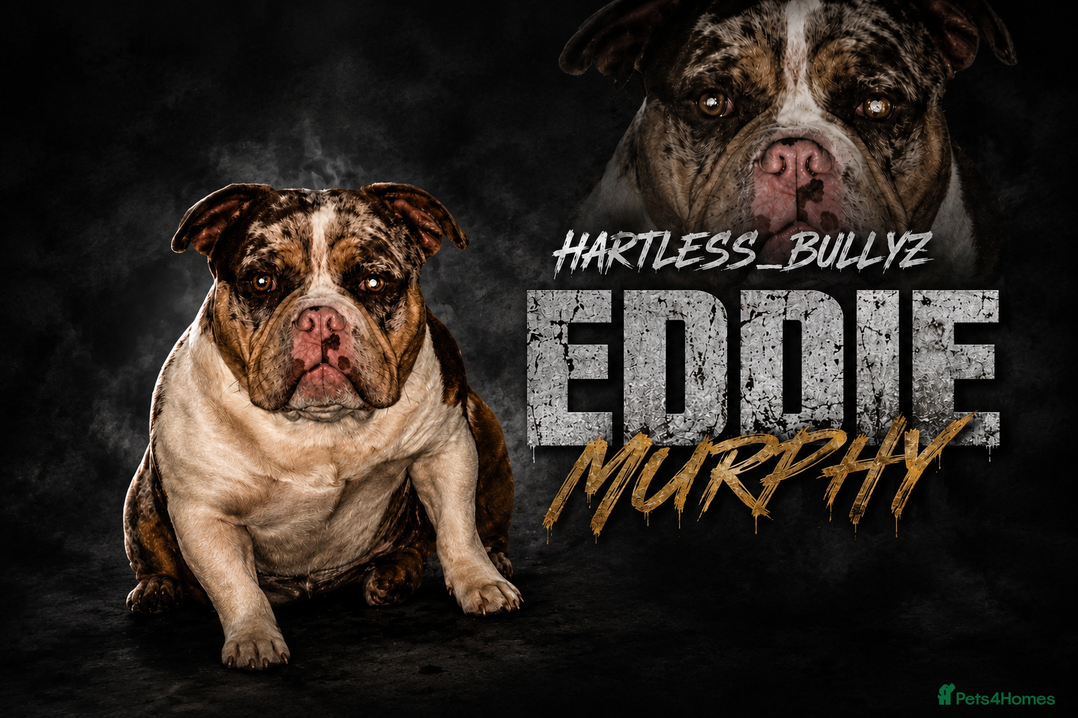 American Bully dogs for stud: Micro bully EDDIE MUPRHY  - Advert 1