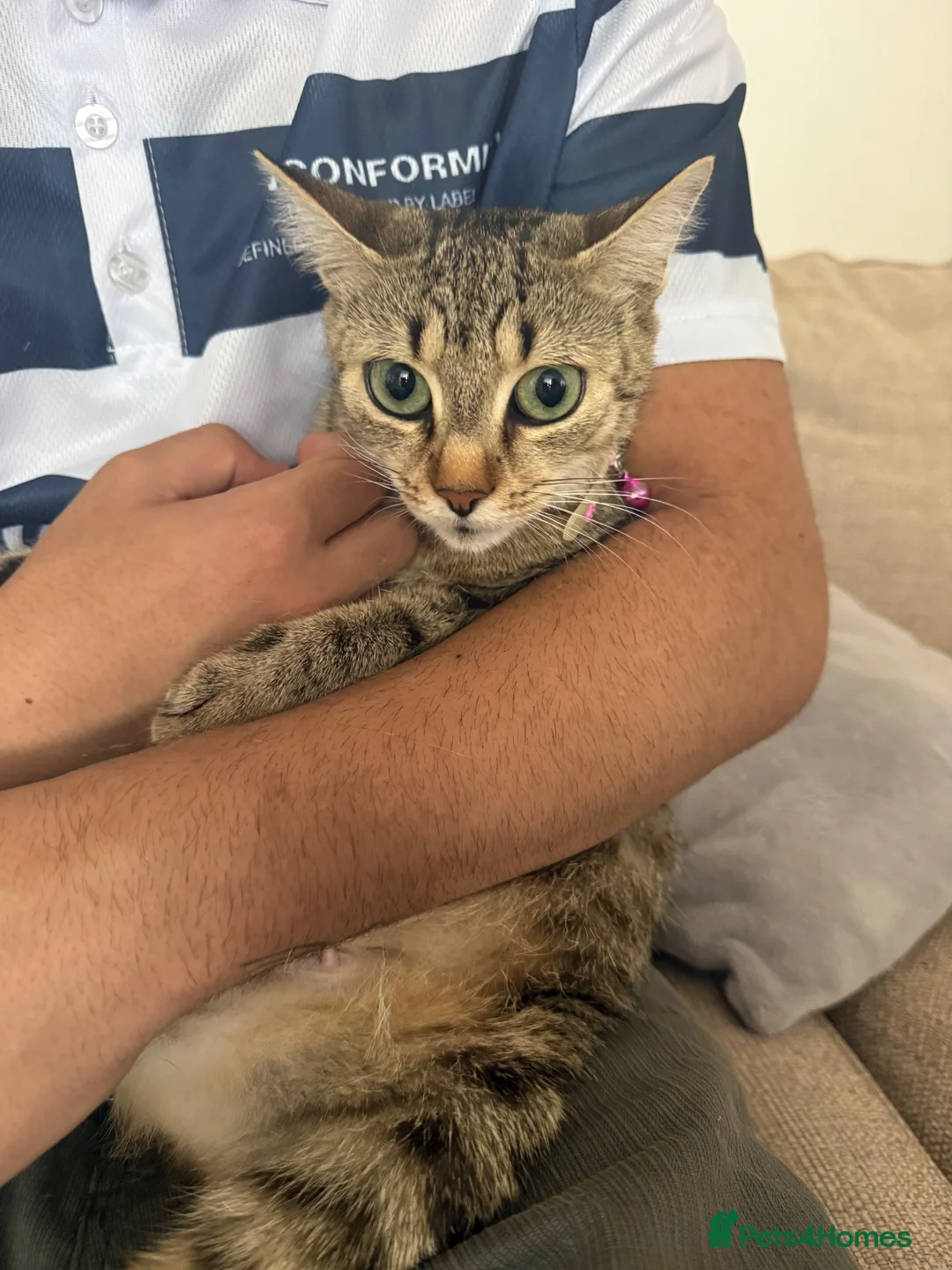 Mixed Breed cats for sale: 3 boys 3 girl kittens  in Scunthorpe - Advert 15