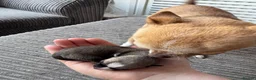 Chihuahua dogs for sale: Chihuahua Puppies - Advert 15