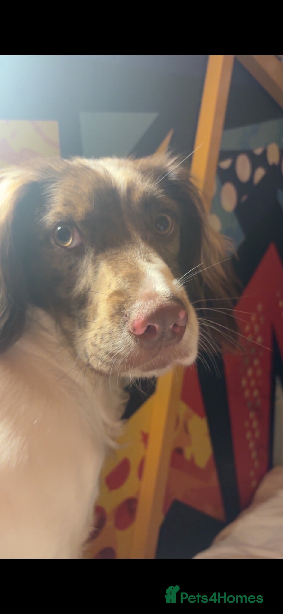 Sprocker dogs Beautiful sprocker  - Advert 1