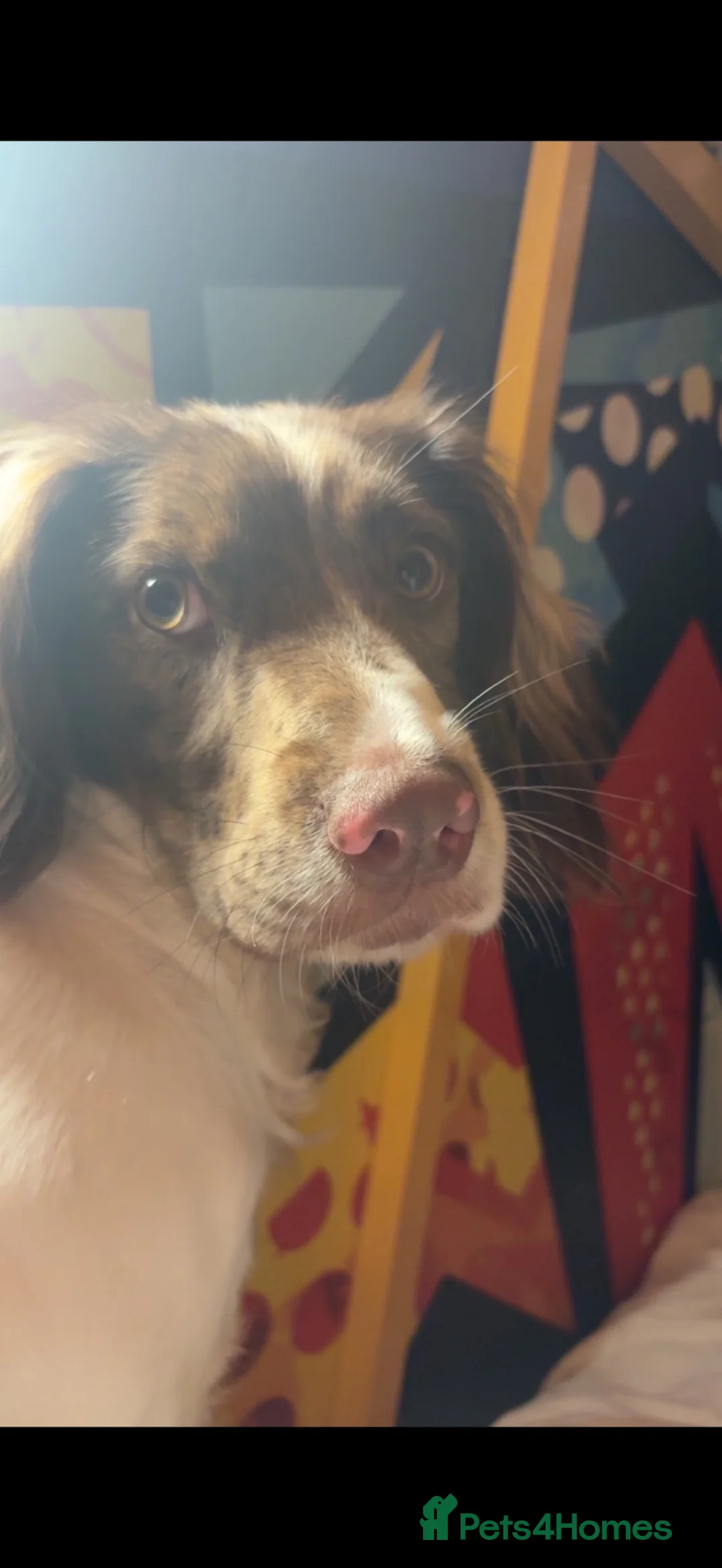 Sprocker dogs for sale: Beautiful sprocker  - Advert 1