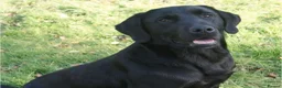 Labrador Retriever dogs for sale: Labrador Puppies – KC Reg & Health Tested Lines - Advert 3