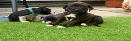Mixed Breed dogs for sale: Blue American staffies - Advert 10