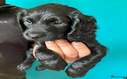 Cockapoo dogs for sale: ✨ F2 Cockapoo Puppies – Ready mid Nov ✨ - Image 20