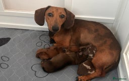 Dachshund dogs for sale: Beautiful dachshund - Image 5