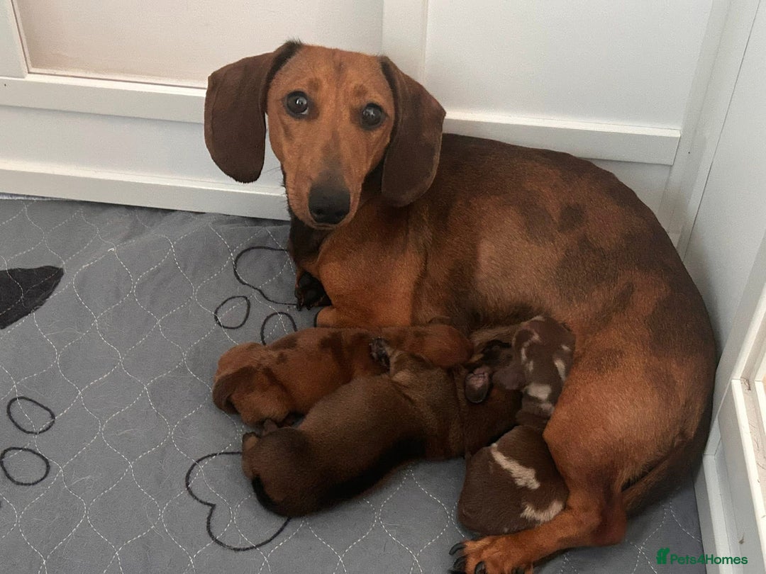 Dachshund dogs for sale: Beautiful dachshund - Image 5