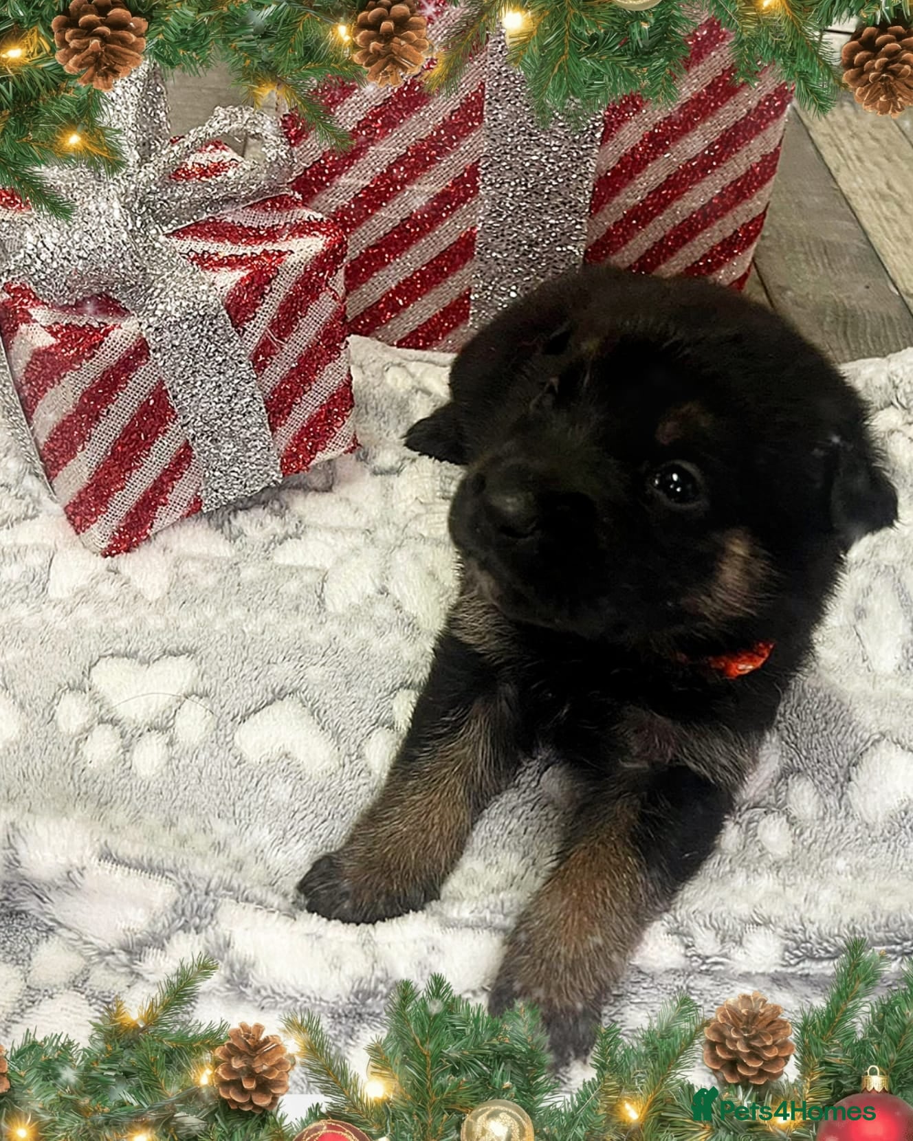 Mixed Breed dogs 8 belgian malinois mix cross German shepherd  - Advert 1