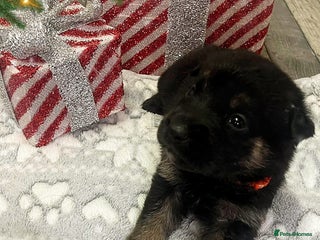 Mixed Breed dogs 8 belgian malinois mix cross German shepherd - Advert 6