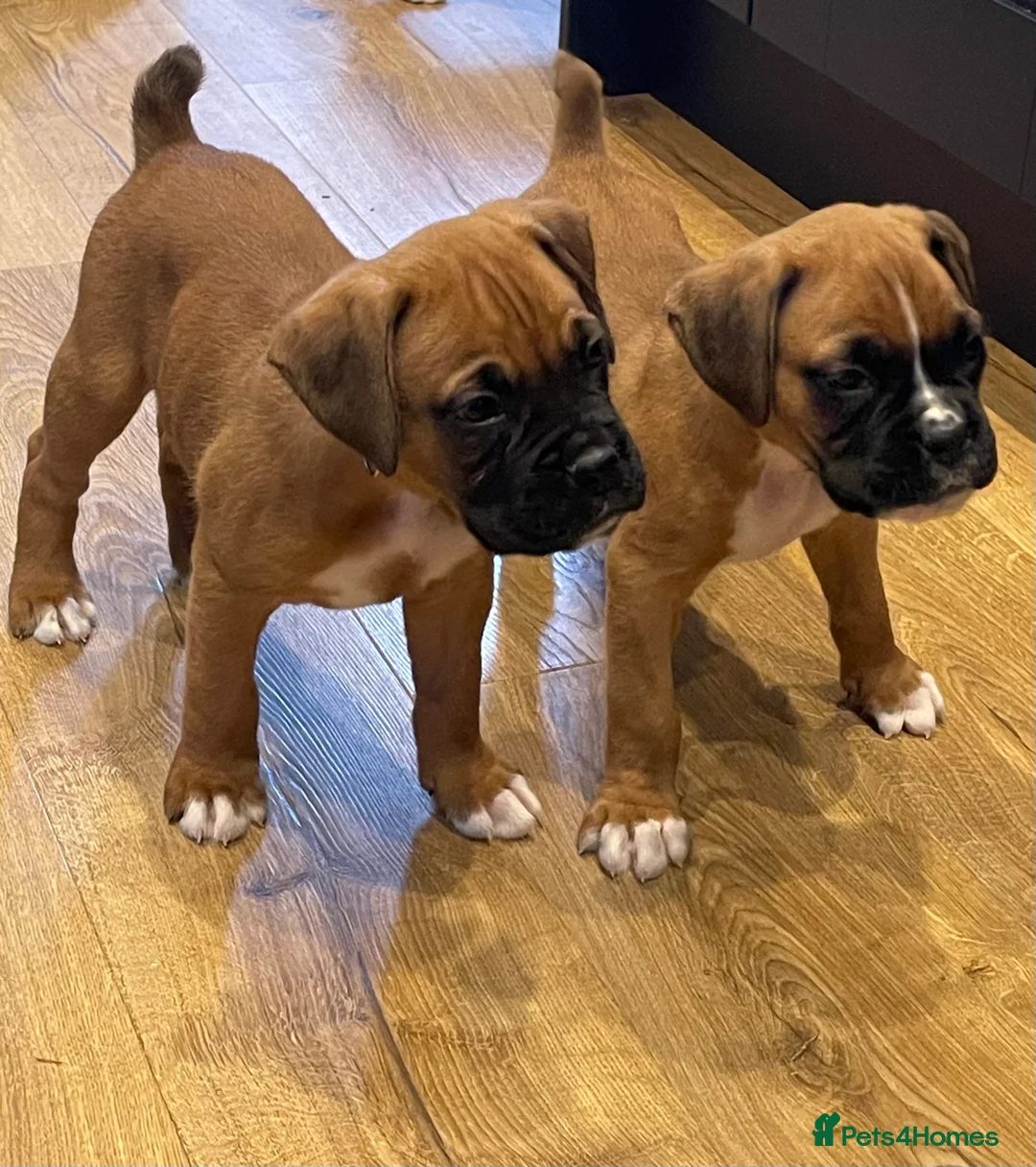 Boxer dogs for sale:  Stunning KC reg bobtailed boxers *1 girl left* - Advert 17